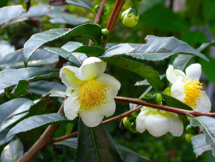 Camellia sinensis: saiba tudo sobre essa poderosa erva - Dr.Ervas